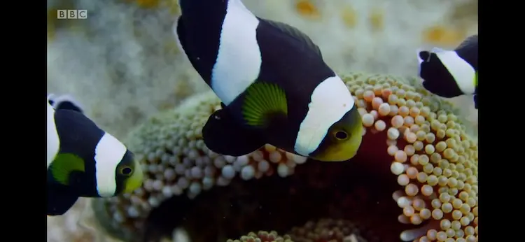 Saddleback clownfish (Amphiprion polymnus) as shown in Blue Planet II - Our Blue Planet